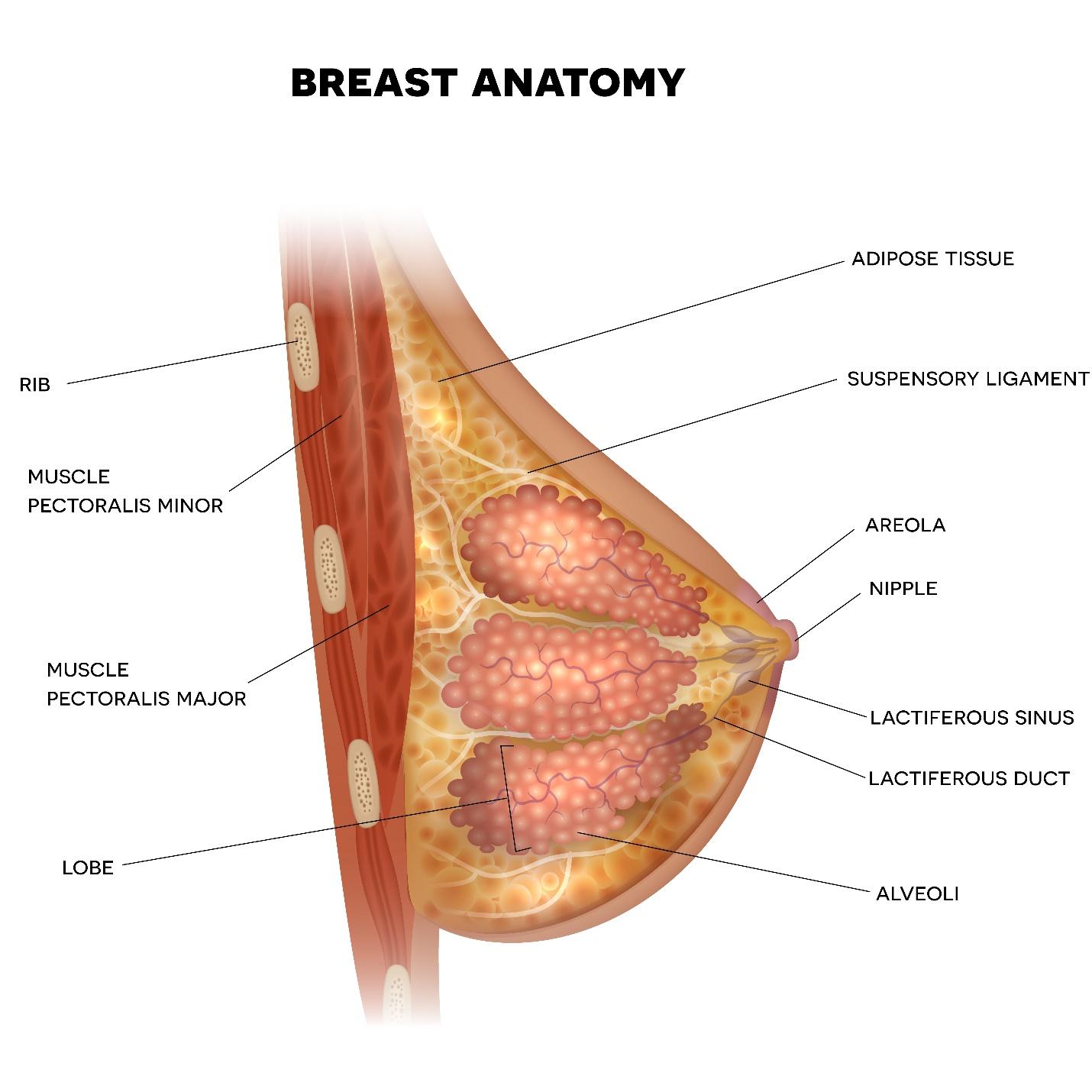 causes of inverted nipples and underlying breast structure in Singapore.