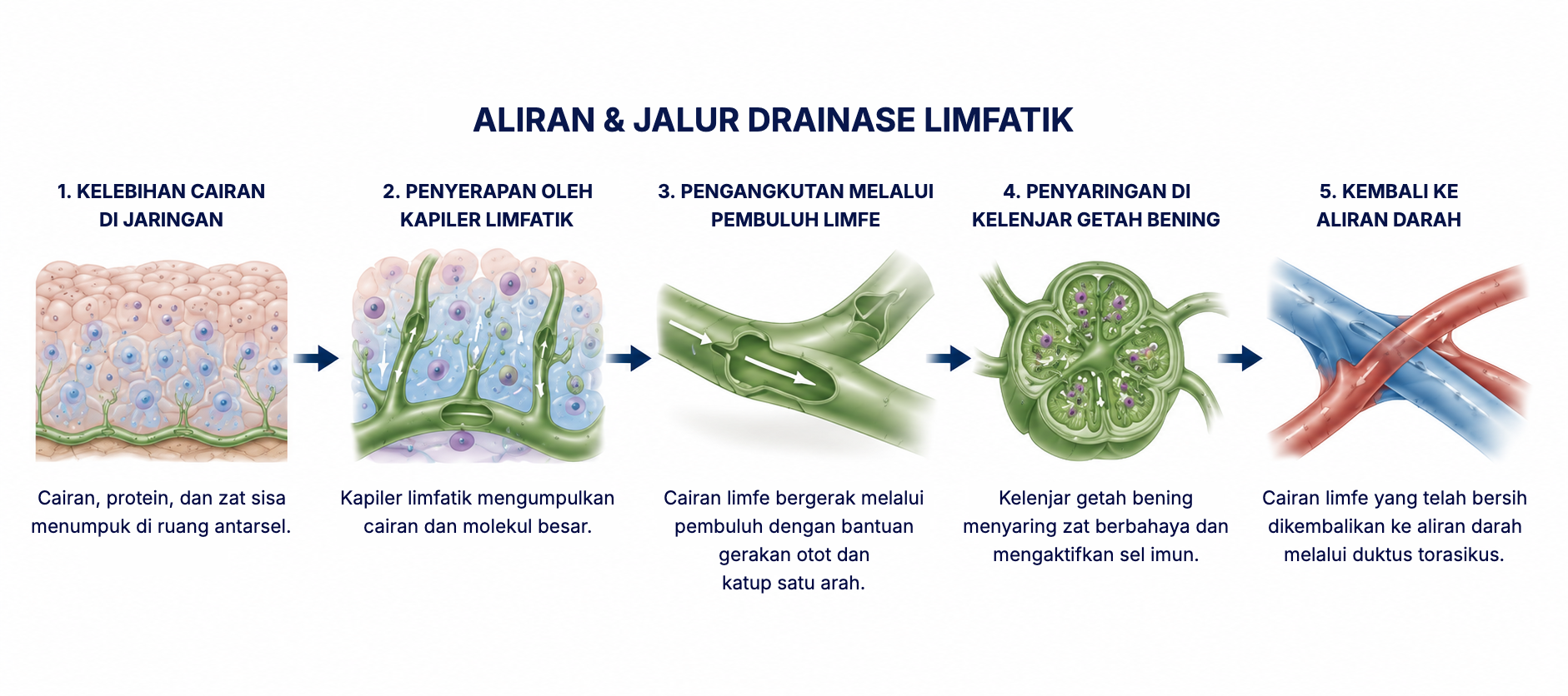 Aliran dan jalur drainase limfatik: dari kelebihan cairan di jaringan hingga kembali ke aliran darah