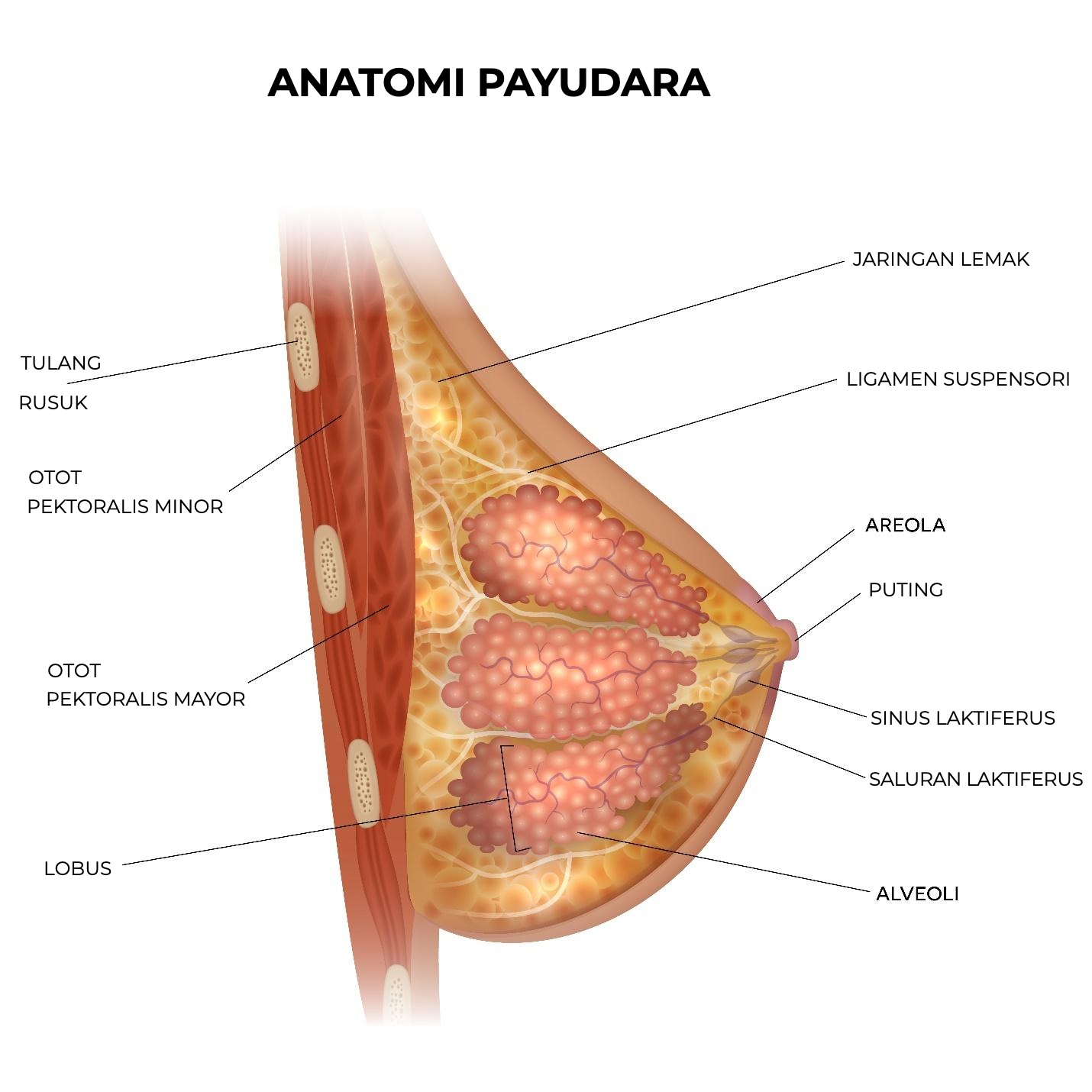 Anatomi payudara: tulang rusuk, otot pektoralis, lobus, jaringan lemak, ligamen suspensori, areola, puting, sinus dan saluran laktiferus, alveoli