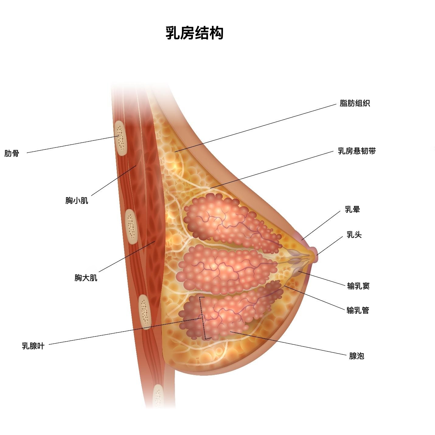 乳房结构示意图