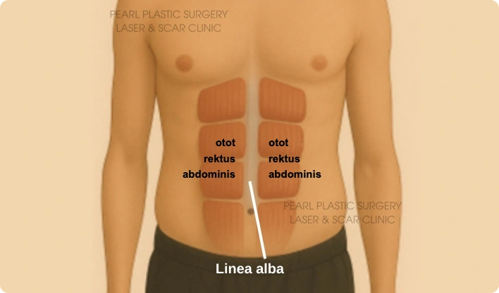 Otot rektus abdominis dan linea alba pada perut pria